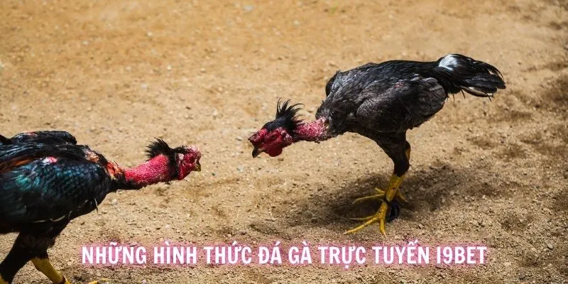 Những nội dung đá gà nổi tiếng cuốn hút mà bạn nên xem và cược ngay